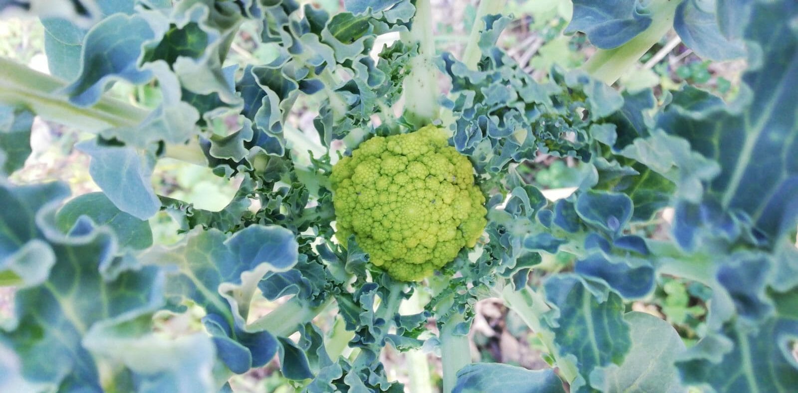 You are currently viewing Le chou Brocoli de Nice