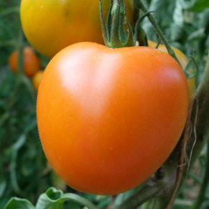 Tomate Kaki