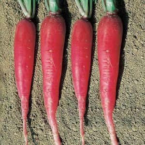 Radis candela di fuoco
