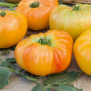 Tomate ananas d'Amélie