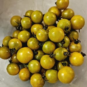 Tomate cerise Caramel