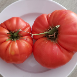 Tomate Rojo Cotelée