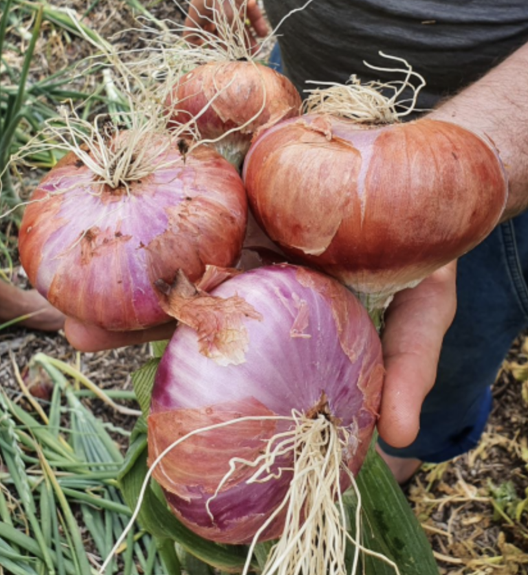3 oignons rose dans une main
